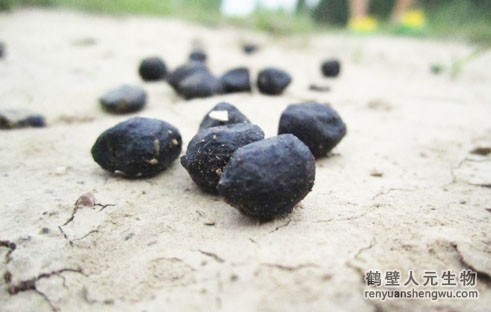 有機肥是什么，有機肥的原材料來源于哪里