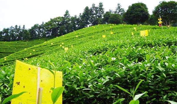 冬季有機茶園如何管理 冬季有機茶園如何管理