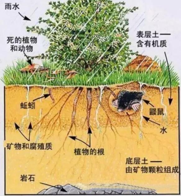 你知道有機(jī)肥有哪些作用嗎？