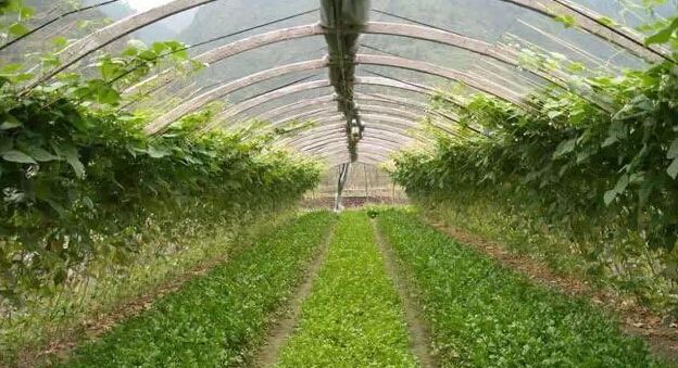 微生物菌劑如何讓土壤恢復(fù)健康！