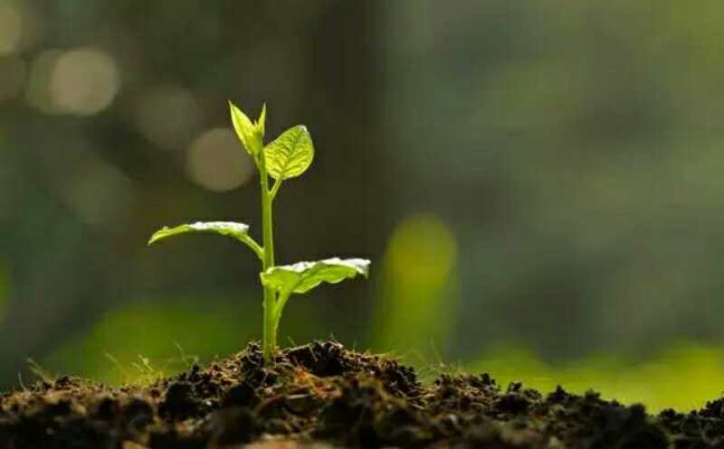 枯草芽孢桿菌_神奇的【枯草芽孢桿菌】菌肥都離不開你！