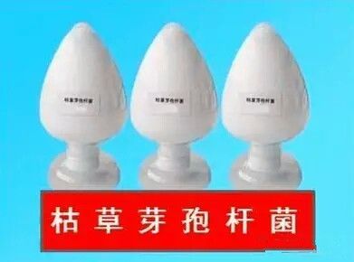 枯草芽孢桿菌_神奇的【枯草芽孢桿菌】菌肥都離不開你！