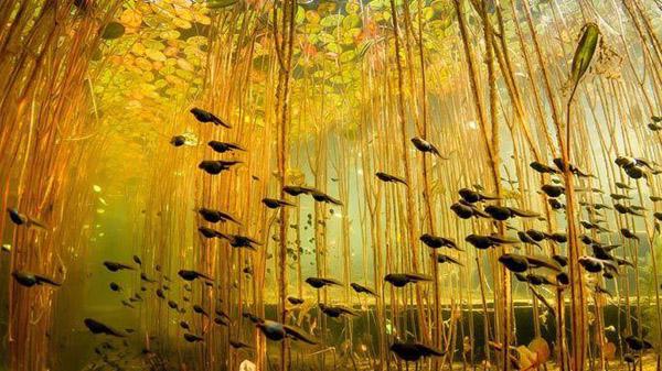 【藍(lán)瘦、香菇】遠(yuǎn)離污染、走進(jìn)綠色_人元生物