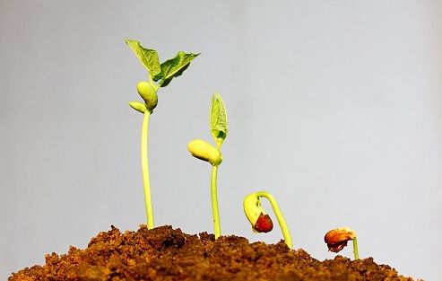 【土壤問(wèn)題】土壤如何施肥，為什么必須使用有機(jī)肥