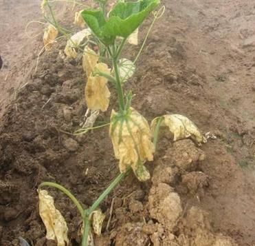 人元生物小指南_有機(jī)肥的堆漚方法，推薦收藏！