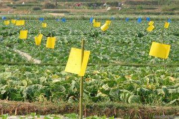 無公害9法巧防蔬菜蚜蟲 生物菌劑消滅蚜蟲！