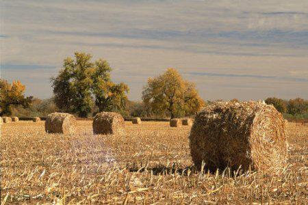 農(nóng)業(yè)廢棄物變身高效有機肥_有機肥生產(chǎn)菌劑 農(nóng)業(yè)廢棄物變身高效有機肥_有機肥生產(chǎn)菌劑