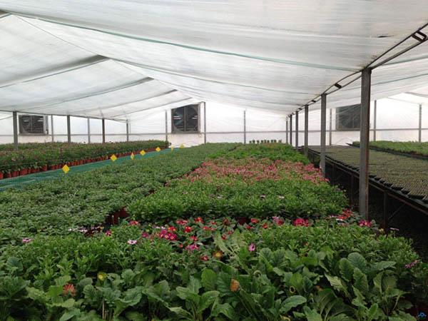 有機(jī)肥：盲目混施化肥，越冬蔬菜將遭受肥害