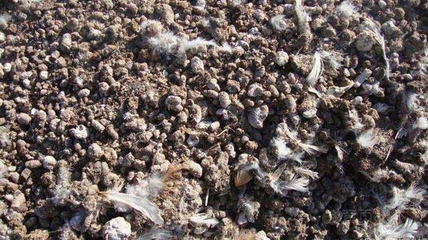 制作雞糞有機(jī)肥有哪些注意事項？