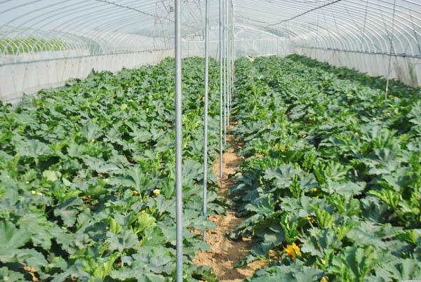 生物有機肥：老棚蔬菜種植如何改善土壤養(yǎng)分？