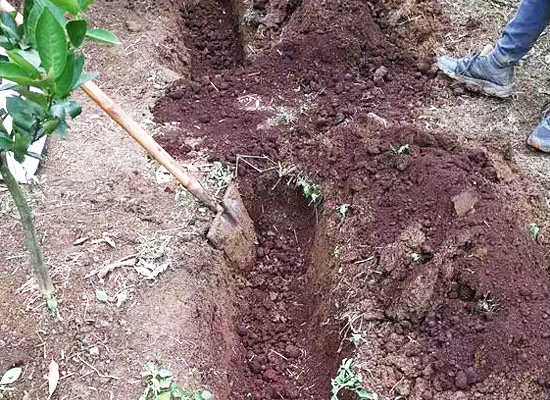 有機肥和化肥比哪個好？