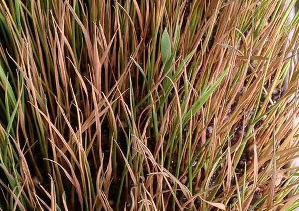 有機肥和化肥比哪個好？