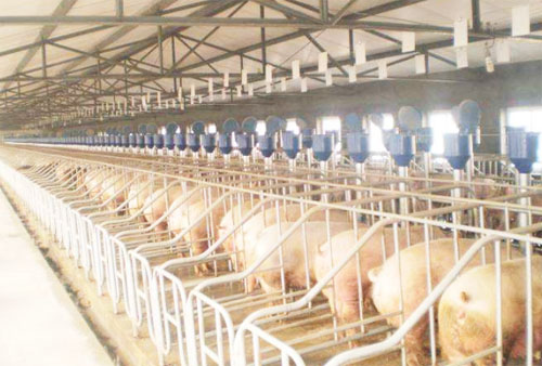 豬糞有機(jī)肥一噸多少錢？