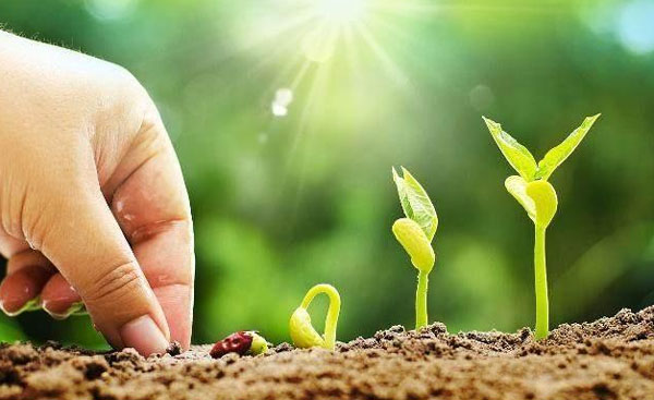 枯草芽孢桿菌調(diào)節(jié)作物生長(zhǎng)