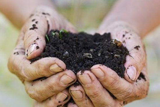 雞糞有機(jī)肥使用后有哪些好處？