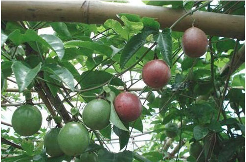 百香果開花時施用什么肥料好，施肥技術(shù)有哪些？