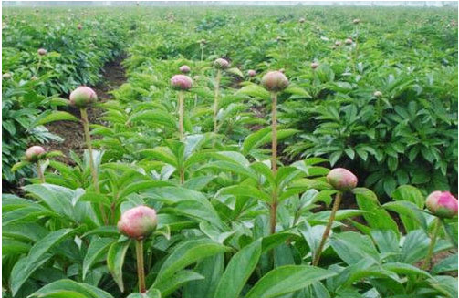 芍藥花期在什么時(shí)候，施什么肥料好?