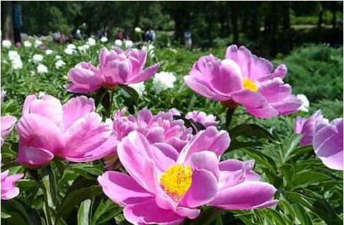 芍藥花期在什么時(shí)候，施什么肥料好?