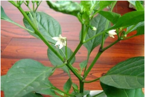 辣椒開(kāi)花不結(jié)果的原因，需要施用什么肥料