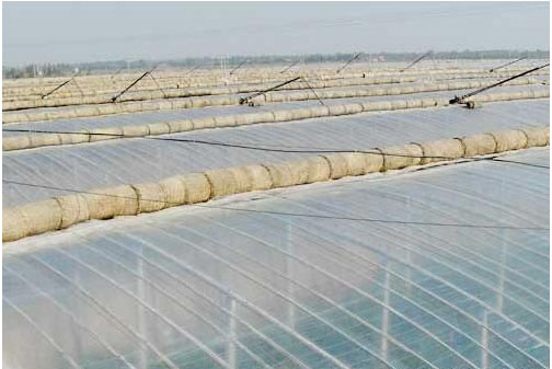 辣椒開(kāi)花不結(jié)果的原因，需要施用什么肥料