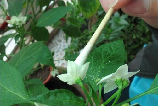 辣椒開(kāi)花不結(jié)果的原因，需要施用什么肥料