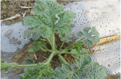 西瓜施用什么肥料長(zhǎng)的好？施肥技術(shù)有哪些？