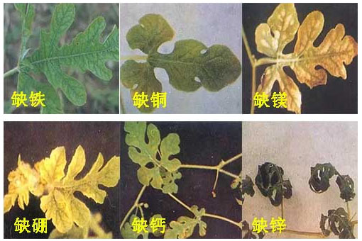 西瓜施用什么肥料長(zhǎng)的好？施肥技術(shù)有哪些？