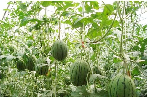 西瓜施用什么肥料長(zhǎng)的好？施肥技術(shù)有哪些？