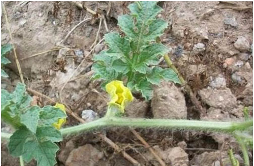 西瓜施用什么肥料長(zhǎng)的好？施肥技術(shù)有哪些？