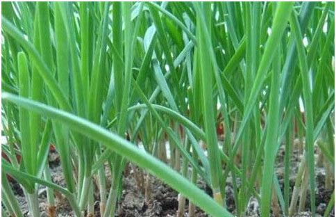 大棚韭菜沖什么肥料長的快?需要注意哪些？