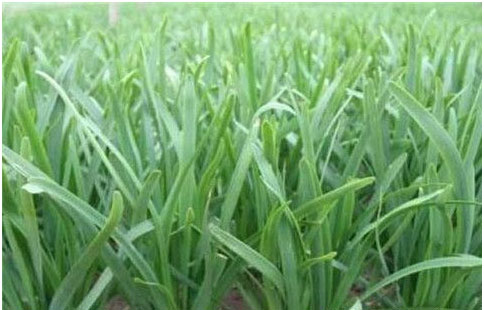 大棚韭菜沖什么肥料長的快?需要注意哪些？