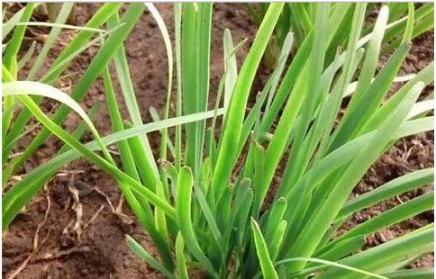 大棚韭菜沖什么肥料長的快?需要注意哪些？