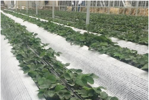 草莓種植施用什么肥料好，如何施肥？