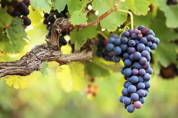 種植葡萄時(shí)施用什么肥料好？