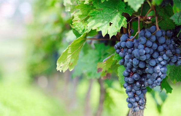 種植葡萄時用什么肥料好？