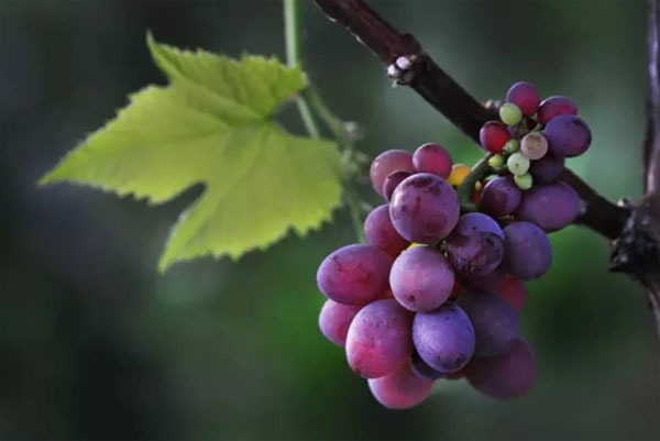 種植葡萄時用什么肥料好？