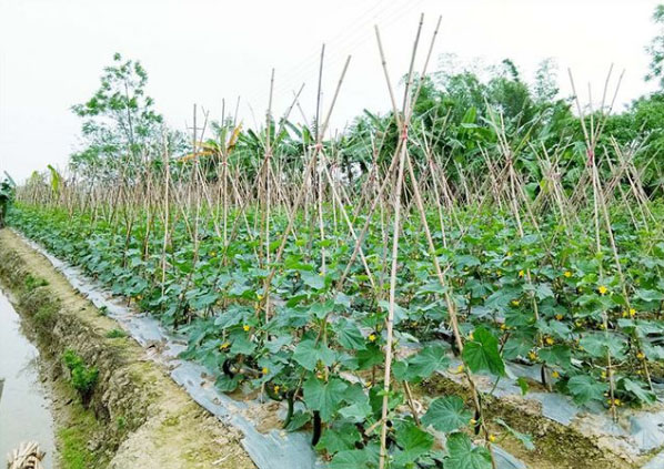 黃瓜施什么肥長的好？具體用法用量如何？