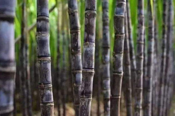 甘蔗施用什么肥料好？如何使用？