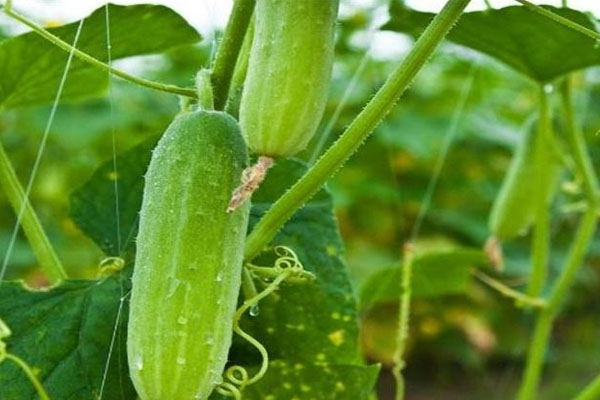 黃瓜施什么肥長的好？具體用法用量如何？