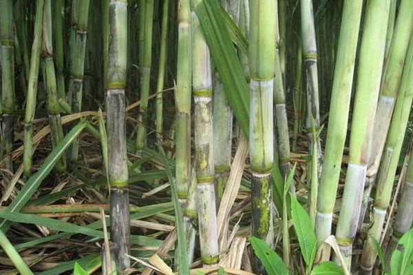 甘蔗施用什么肥料好？如何使用？