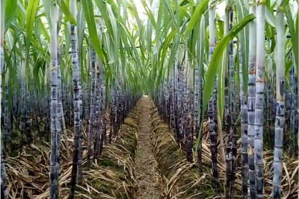 甘蔗施用什么肥料好？如何使用？