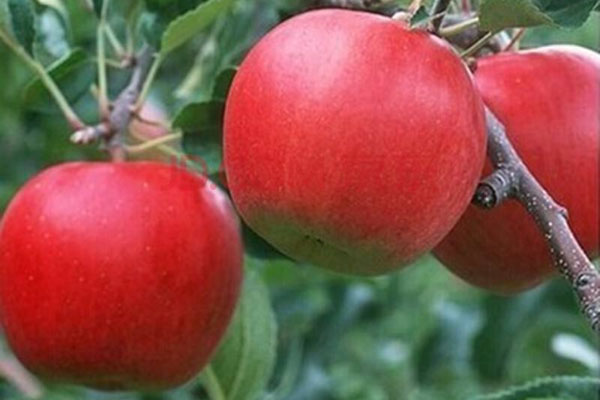 蘋果樹用什么肥料更好?如何施肥？