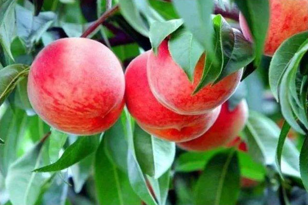 桃樹施什么肥料好，施肥時(shí)間與優(yōu)點(diǎn)有哪些？