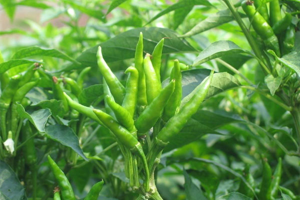 朝天椒施什么肥比較好？具體使用方法如何？