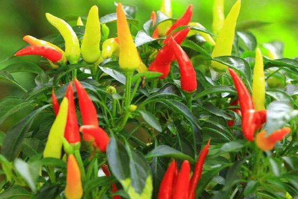 朝天椒施什么肥比較好？具體使用方法如何？