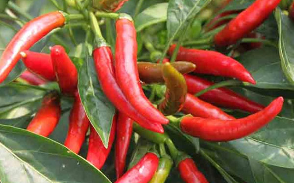 朝天椒施什么肥比較好？具體施肥方法如何？