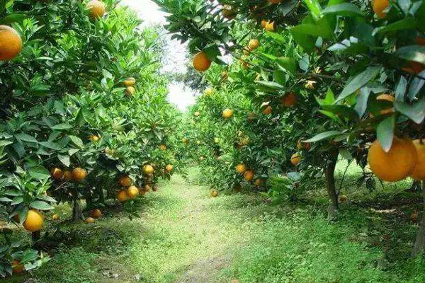 種柑橘用什么肥料好？如何使用？