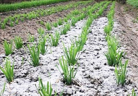 鉀肥是什么肥料，鉀肥的種類有哪些？