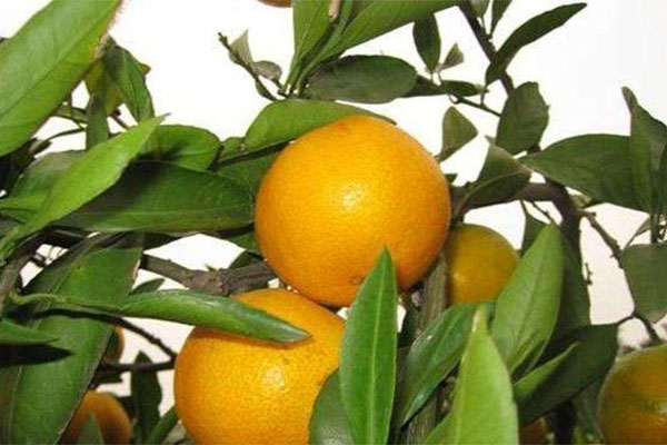 種柑橘用什么肥料好？如何使用？