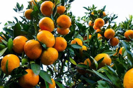 種柑橘用什么肥料好？如何使用？